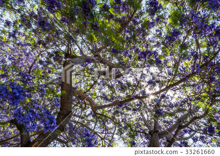 Jacaranda tree and blooms 33261660
