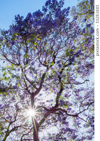 Jacaranda tree and blooms 33261685