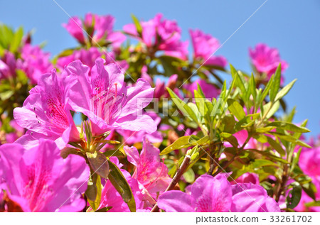Trees: Omurasaki Azalea 33261702