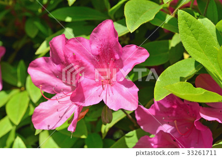 Trees: Omurasaki Azalea 33261711