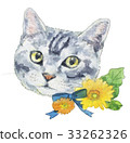 貓和非洲菊 貓和非洲菊 33262326