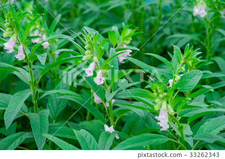 芝麻花園 33262343