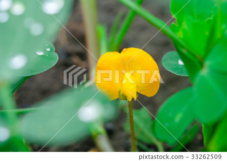 Peanut flower peanuts Peanut flower peanuts 33262509