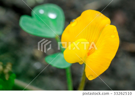 花生花生 33262510