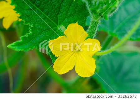 Kuuli flower 33262678