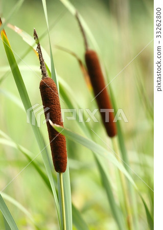 Natural plant cattail, brown cylindrical part (female flower group) is about twenty centimeters in large one 33262800