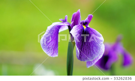 鳶尾花 33262836