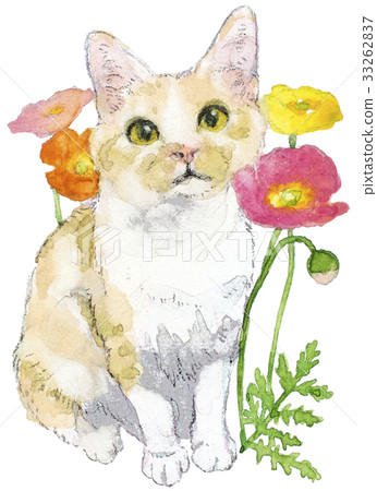 Cat and poppy Cat and poppy 33262837