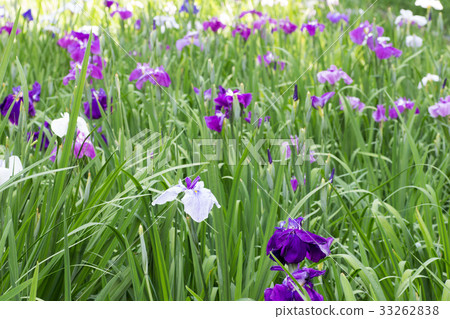 Iris garden 33262838
