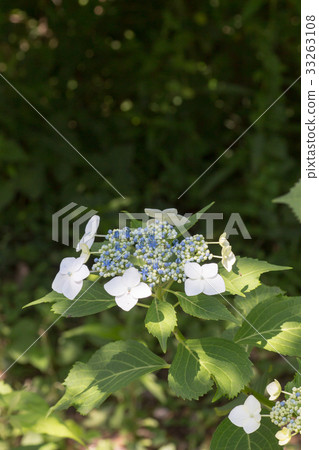 Yamah hydrangea Yamah hydrangea 33263108