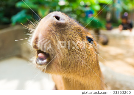 Capybara 33263260