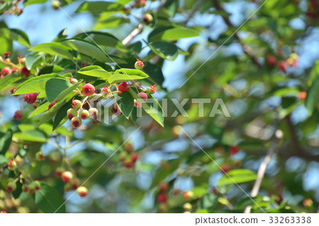 樹:June Berry Rose 樹:June Berry Rose 33263338