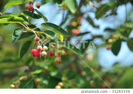 樹:June Berry Rose 樹:June Berry Rose 33263339