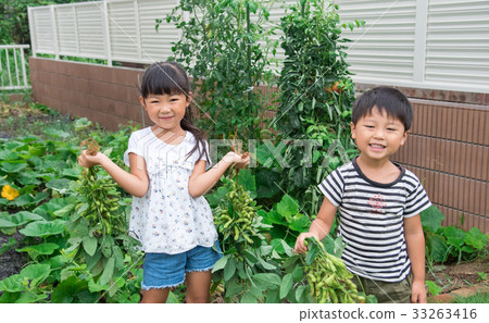 Harvest of Edamame 33263416