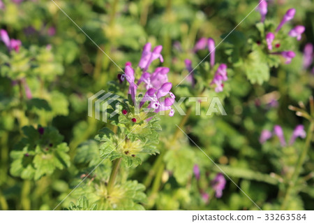 佛陀的種子 33263584