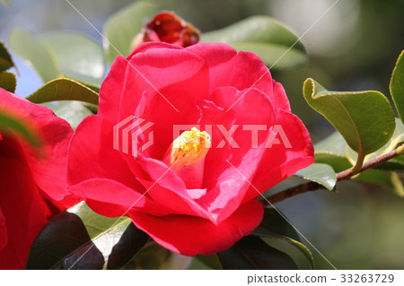 Camellia 33263729