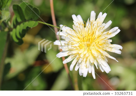 Japanese green berry dandelion 33263731