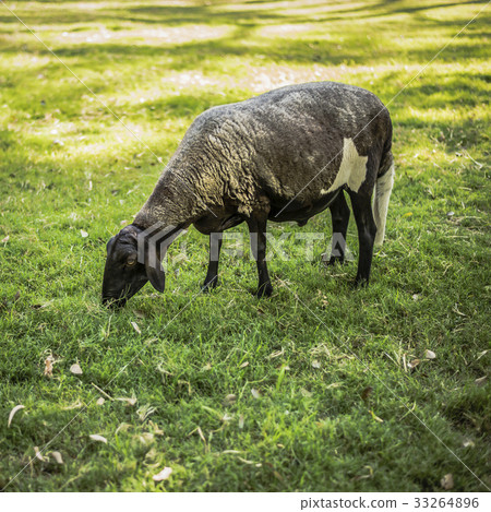 Sheep on the farm Sheep on the farm 33264896