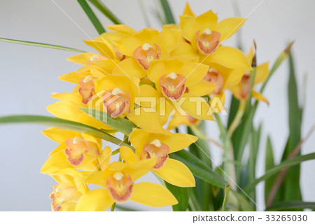 Cymbidium 33265030
