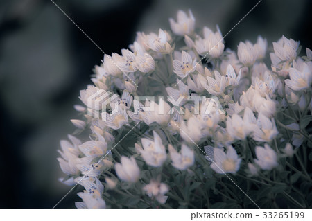 wildflowers wildflowers 33265199