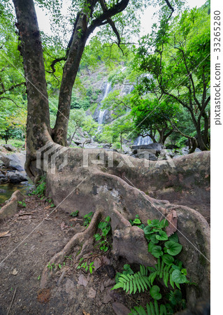 forest forest 33265280