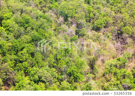 Aerial view of the river in forest 33265356