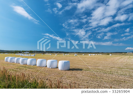 Scenery of meadow Scenery of meadow 33265904