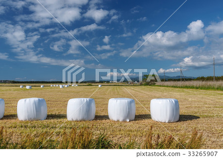 Scenery of meadow 33265907