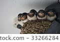 Swallow's accommodation 33266284