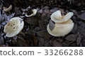 Autumn plants from among the dead leaves 33266288