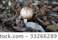 Autumn plants from among the dead leaves 33266289