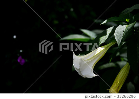 Angel's Trumpet 33266296