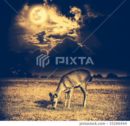 Beautiful deer graze among sky with full moon 33266444