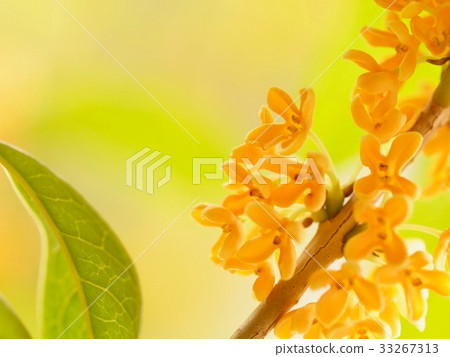 Refreshing scent (Kimmokusei) Refreshing scent (Kimmokusei) 33267313