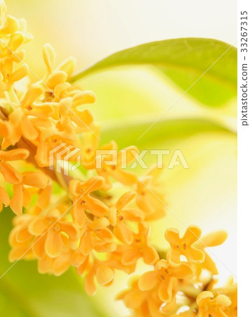 清爽的氣味（Kimmokusei） 33267315