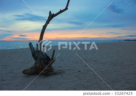 dry wood on the beach, Sunrise morning time dry wood on the beach, Sunrise morning time 33267425