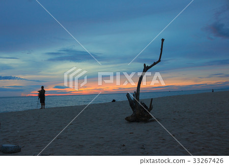 dry wood and cameraman on the beach Sunrise dry wood and cameraman on the beach Sunrise 33267426