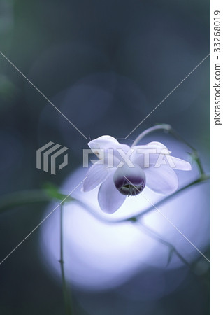 Renge goshoma 33268019