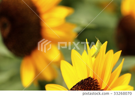 Sunflower and children's grasshopper 33268070