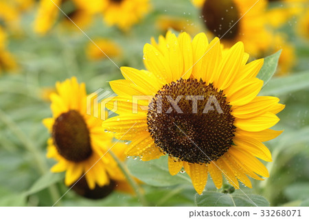 Sunflowers and waterdrops 33268071