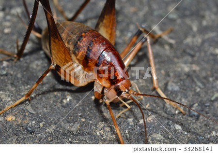 Kono Shitauma Sapporo Kono Shitauma Sapporo 33268141