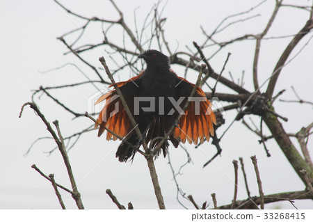 Backlit shot of Common Myna bird on tree Backlit shot of Common Myna bird on tree 33268415