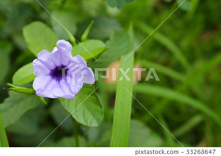 purple ruellias flower bloom in the morning purple ruellias flower bloom in the morning 33268647