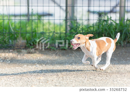 狗跑 狗跑 33268732