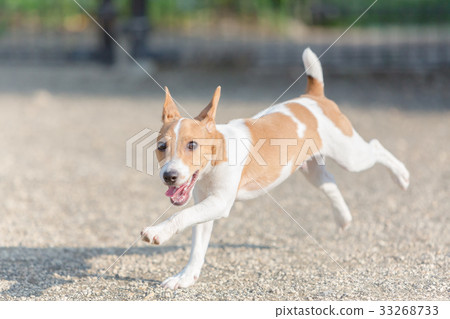 狗跑 狗跑 33268733