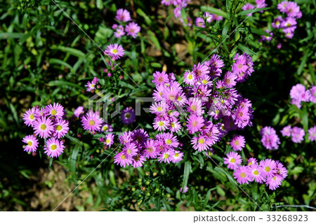 European Michaelmas Daisy European Michaelmas Daisy 33268923