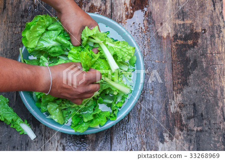 Chinese cabbage organic vegetables  Soak and wash  33268969