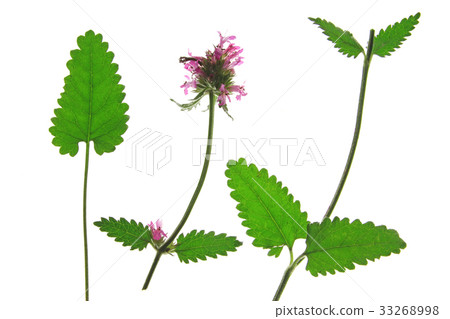 Purple betony (Betonica officinalis) 33268998