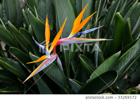 Bird of Paradise flower 33269172