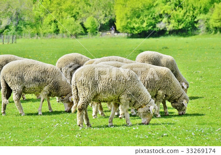 Moko Moko Sheep 33269174